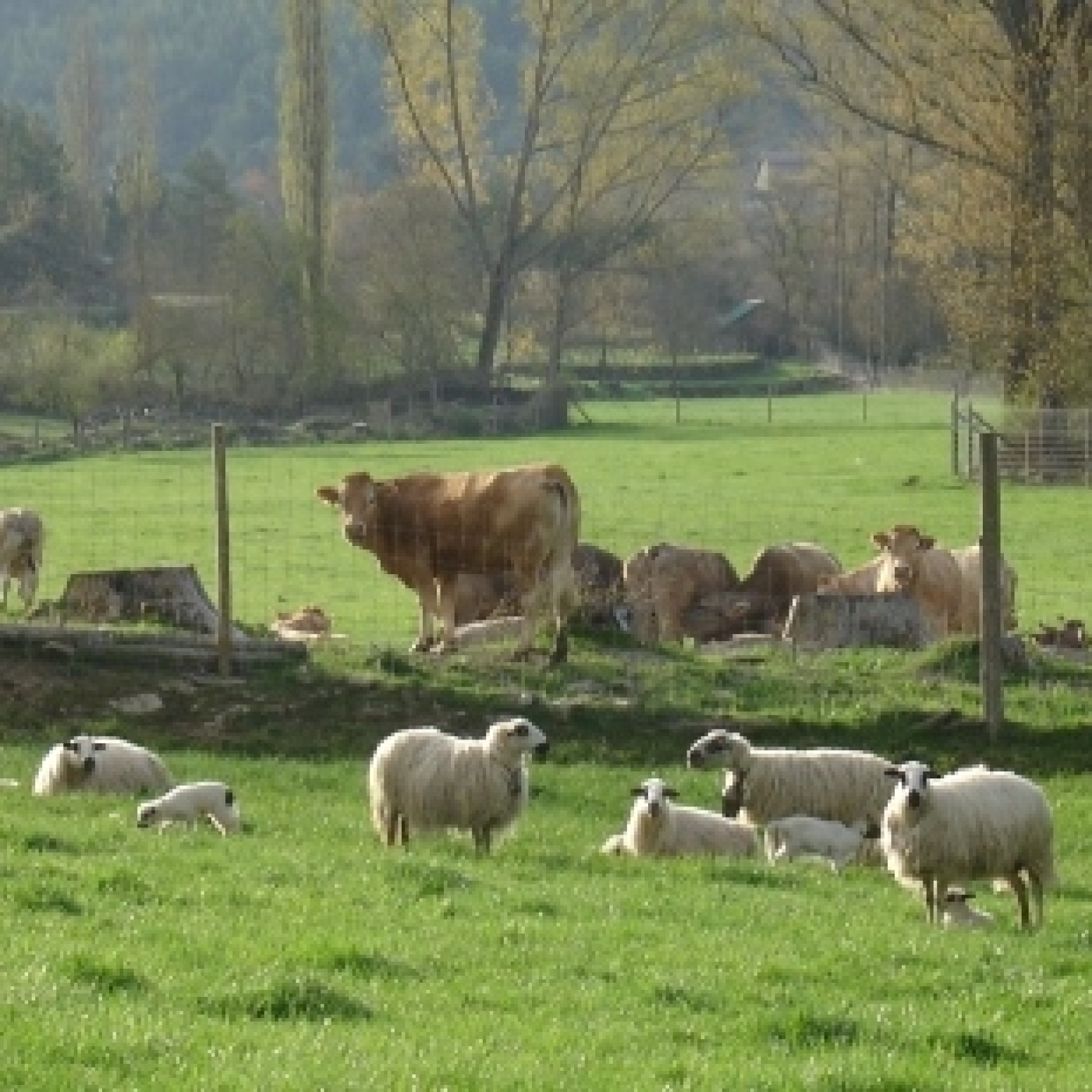 CITA de Aragón: Apariciones en radio