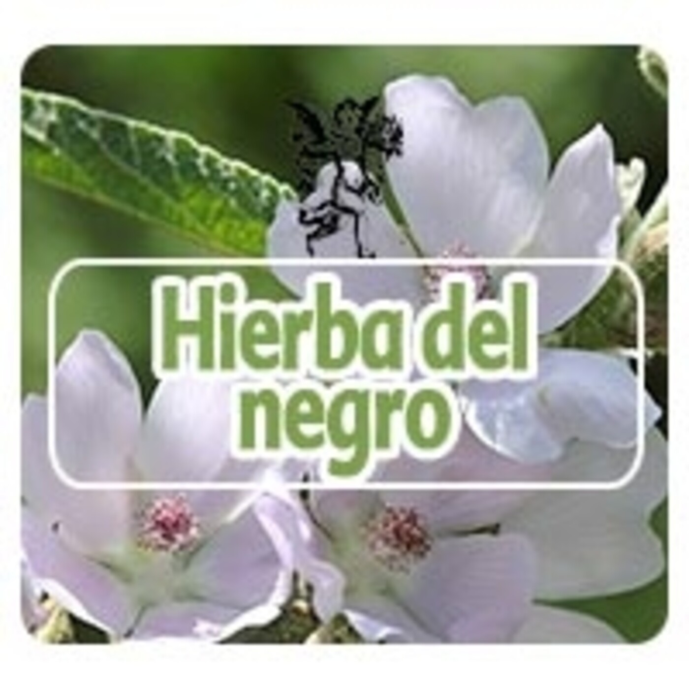 El Angel de tu Salud - HIERBA DEL NEGRO** episode artwork