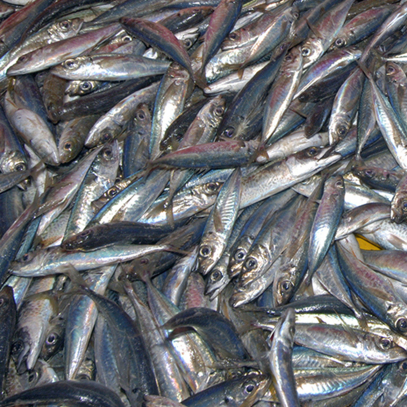 Pesca Tenerife