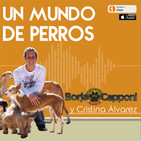 Perros con miedo, caso real de May y sección en TVE1