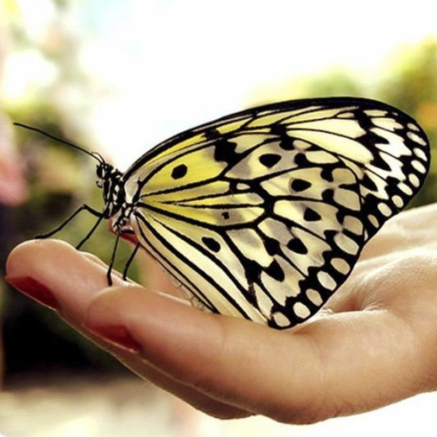 Podcast Reflexiones de Luz y Amor