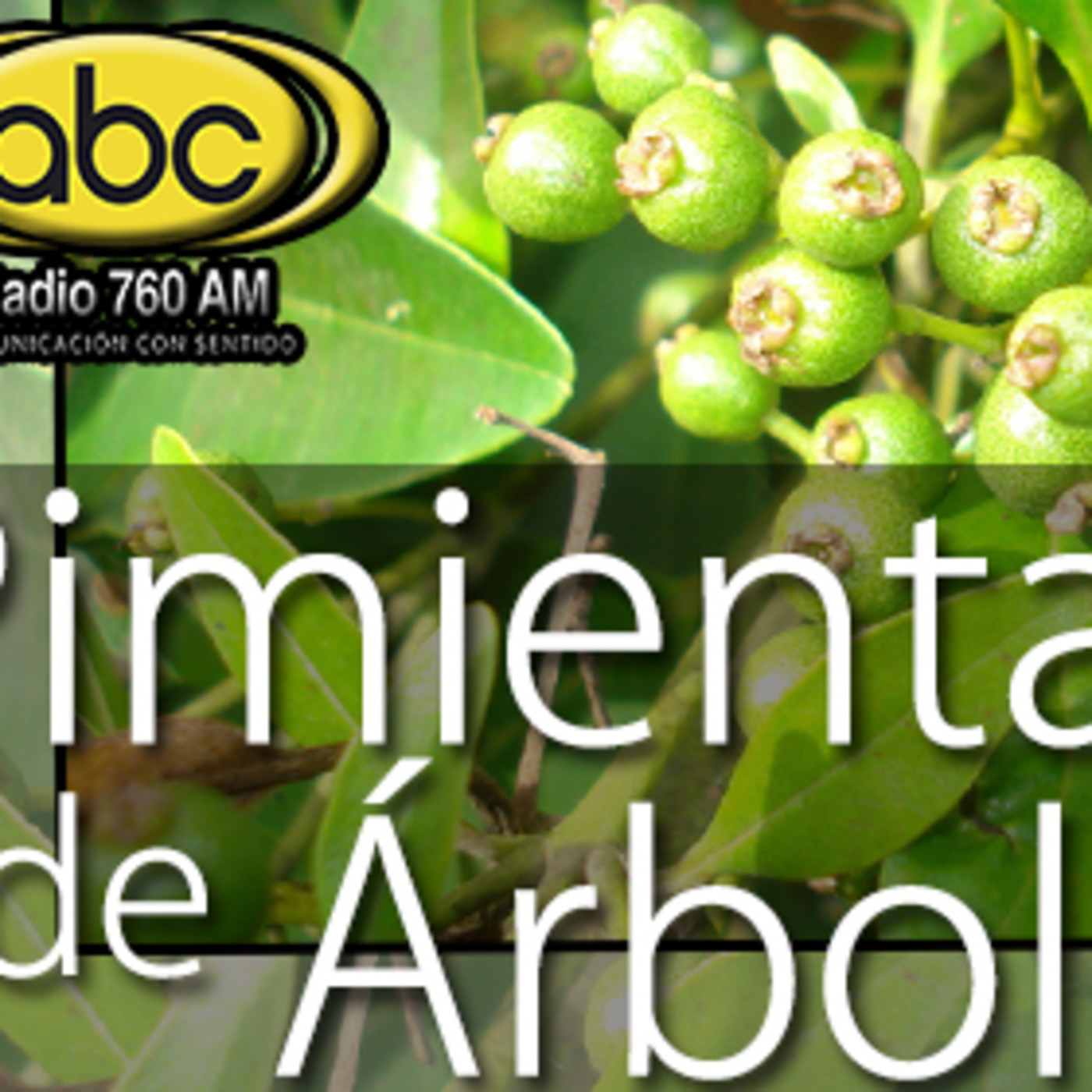 El Ángel de tu Salud - SEMILLA DE ARBOL PIMIENTA