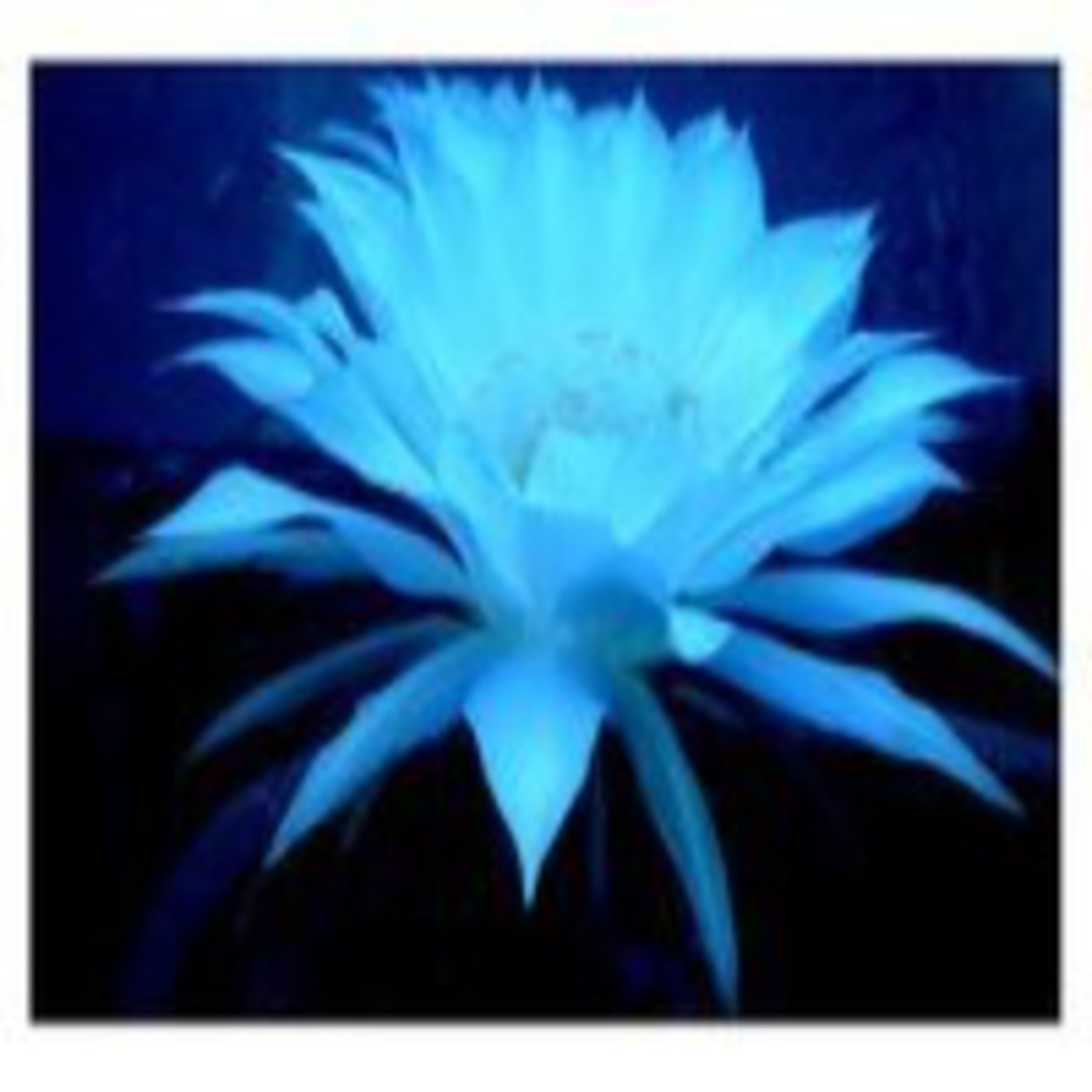 Podcast LA PALABRA CORTA