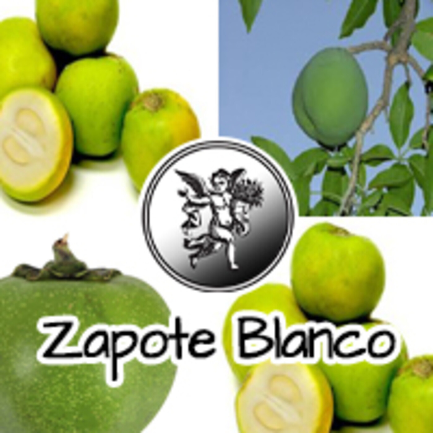 El Angel de tu Salud - ZAPOTE BLANCO ****