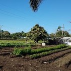 Validan en Camagüey Movimiento de la Agricultura Suburbana