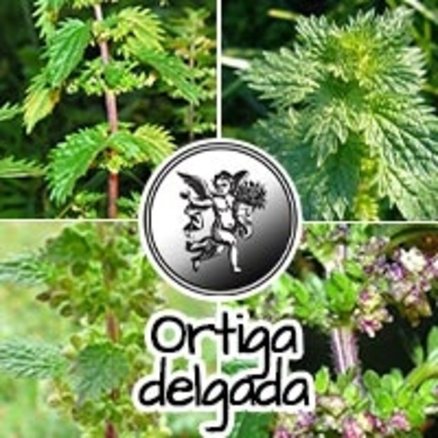 El Ángel de tu Salud - ORTIGA DELGADA** episode artwork
