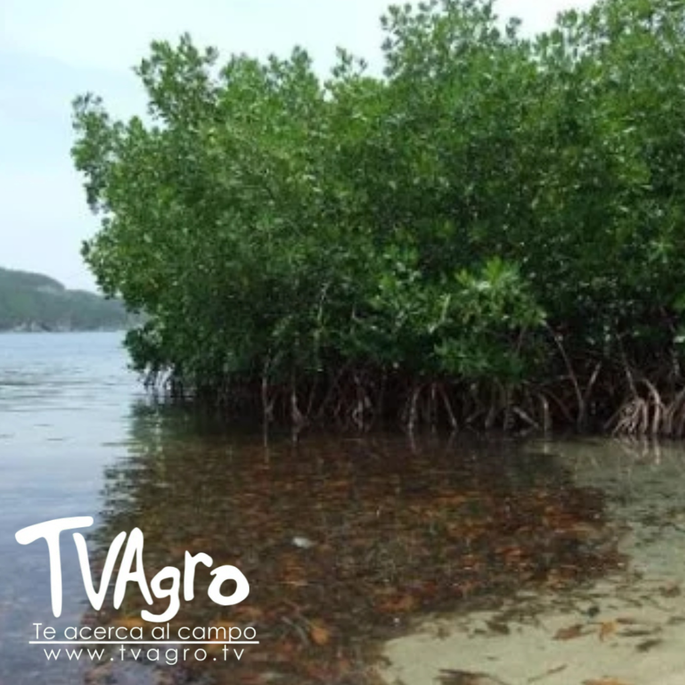 TV AGRO