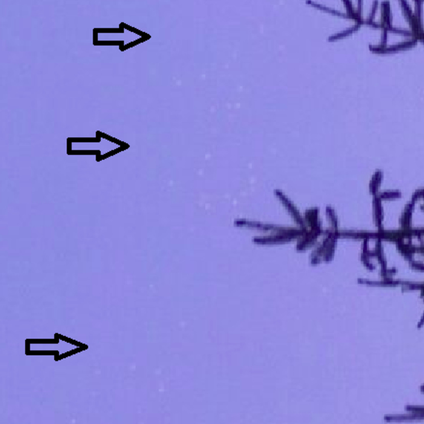 Ufología Ibérica