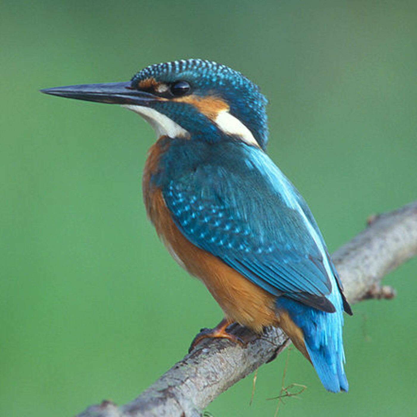 Ep. 13: Viene el volcán pero hay tiempo de comer, con Miriam Martín
