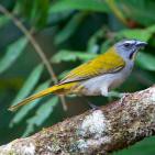 Llamado del guayabero ajicero (Saltator maximus)