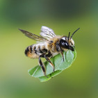 La Brújula de la Ciencia s07e43: Las abejas comprenden el número cero