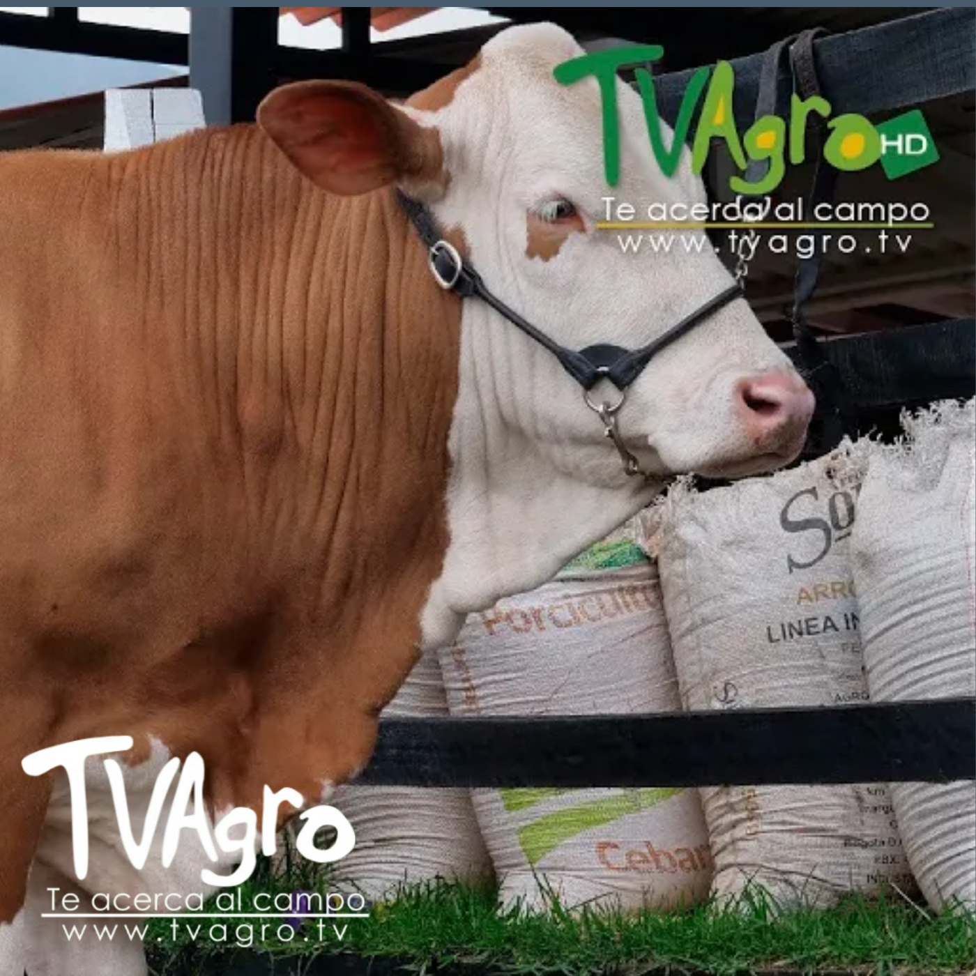 TV AGRO