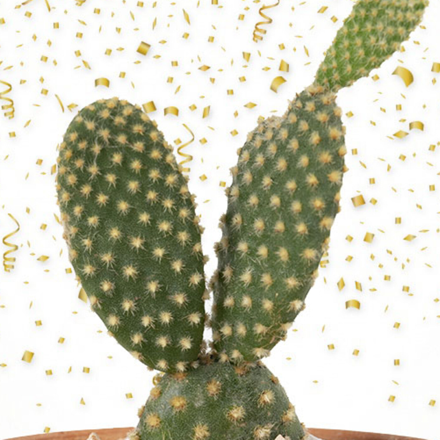Cactus Confetti