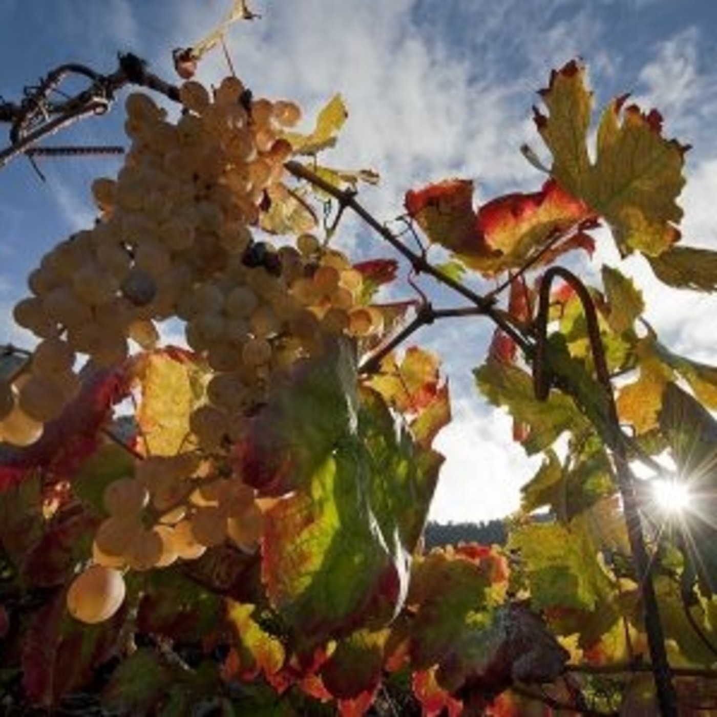 NOTICIAS SEMANA 01/08/2016