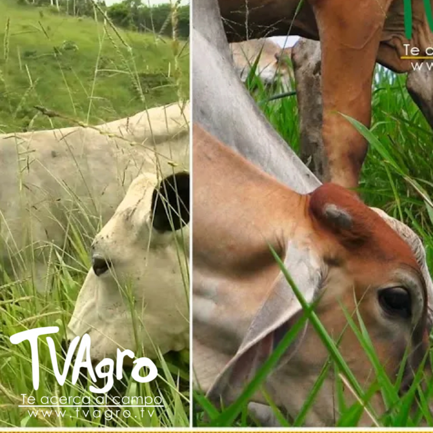 TV AGRO