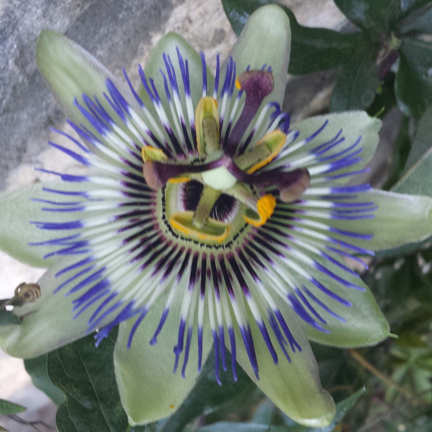 Nuestra Mente es Maravillosa