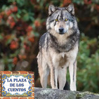 El lobo solitario - La Plaza de los Cuentos