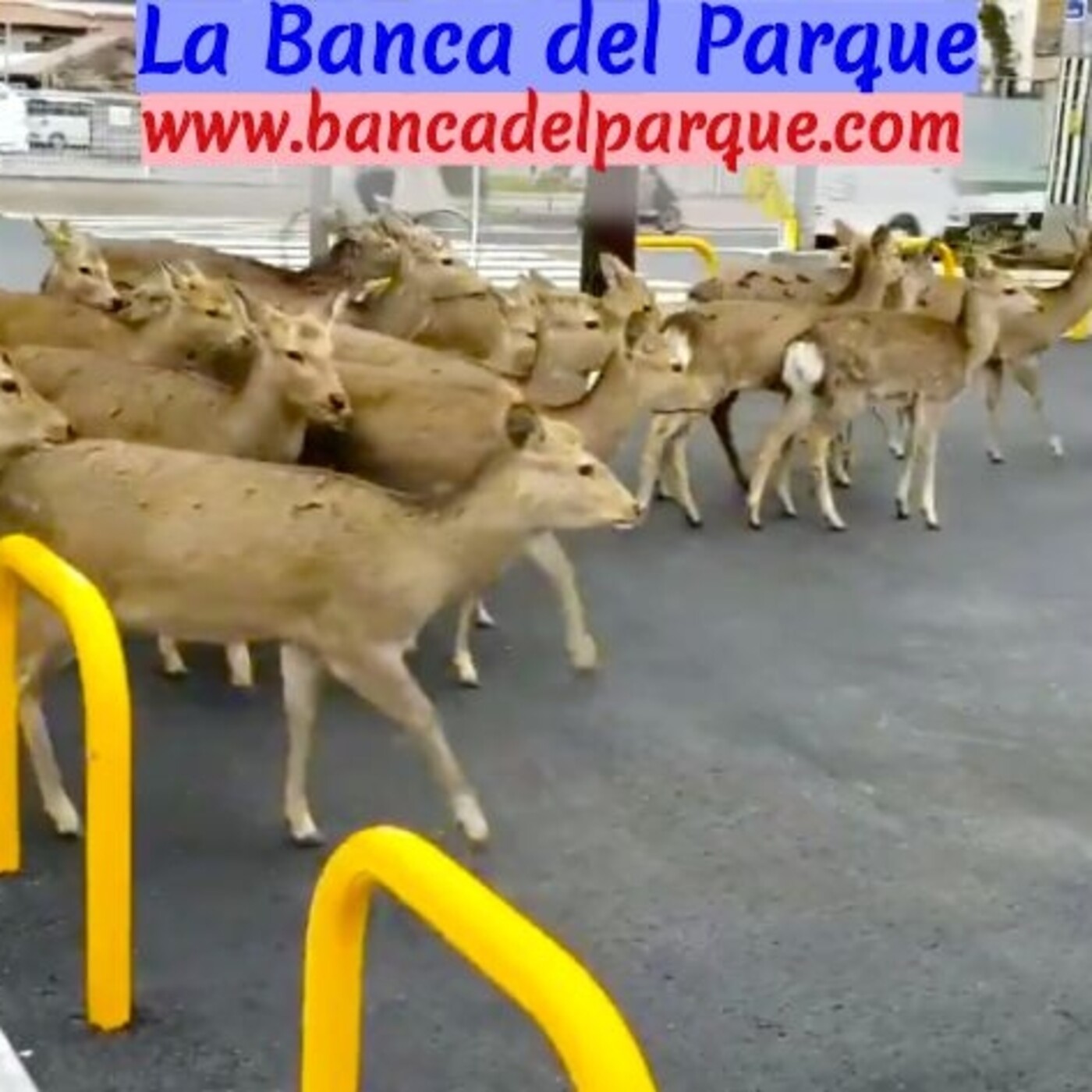 Podcast Banca del Parque Radio