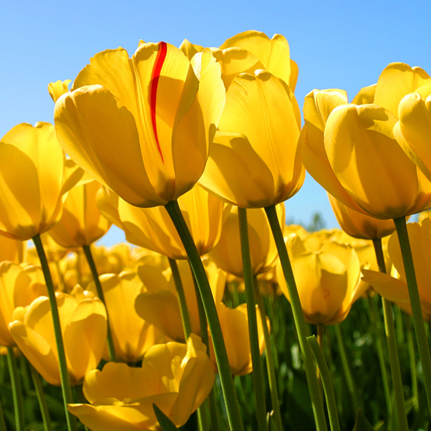 Podcast de RUMBOSLATINOSRADIO