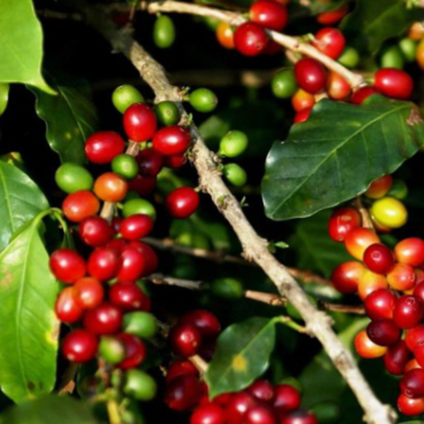 Producción Verde