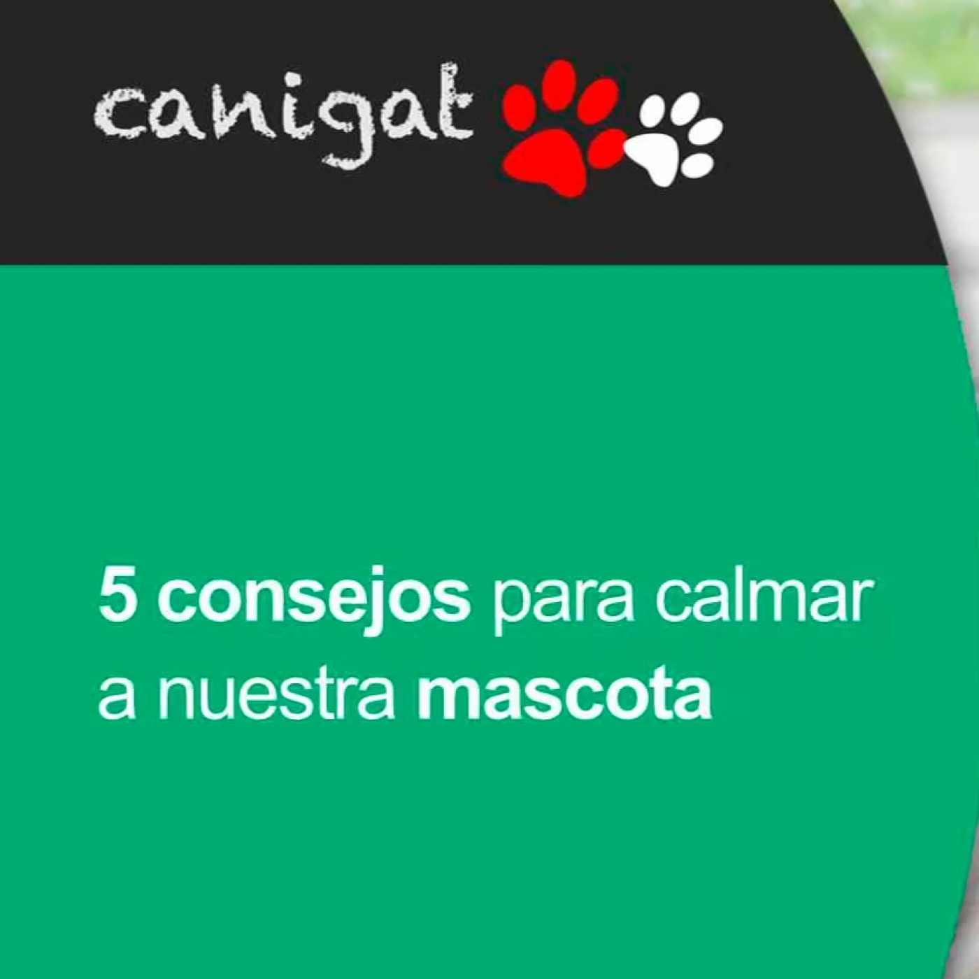 Consejos veterinarios de perros y gatos by canigat