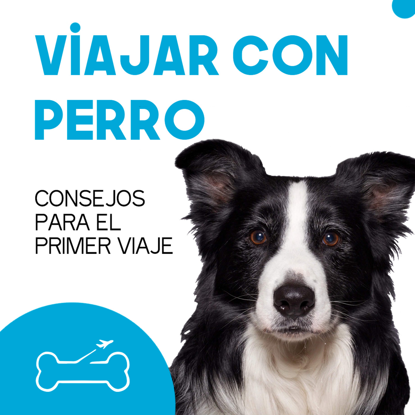 Viajar con perro. El podcast de Turismo Canino