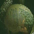 28 días de ciencia ficción # 16- Contaminación- Alien invade la tierra (Luigi Cozzi, 1980)
