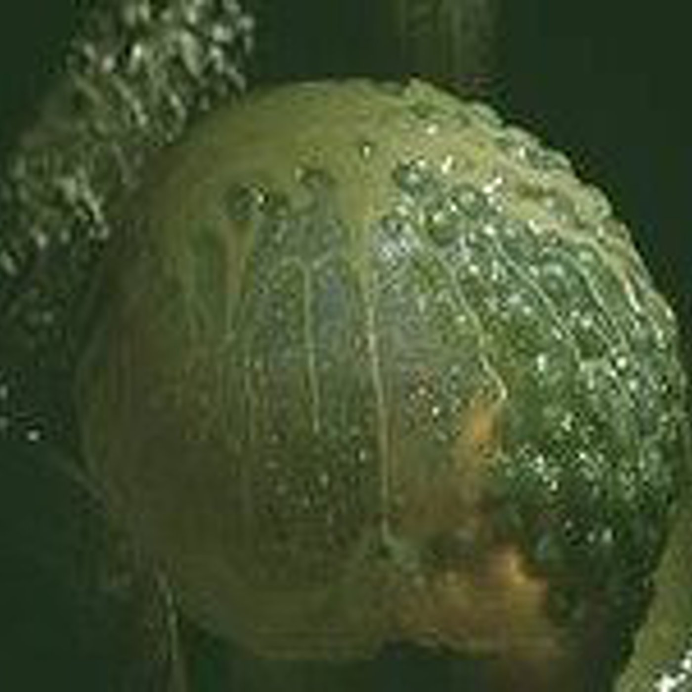 Todo es Rock And Roll Podcast