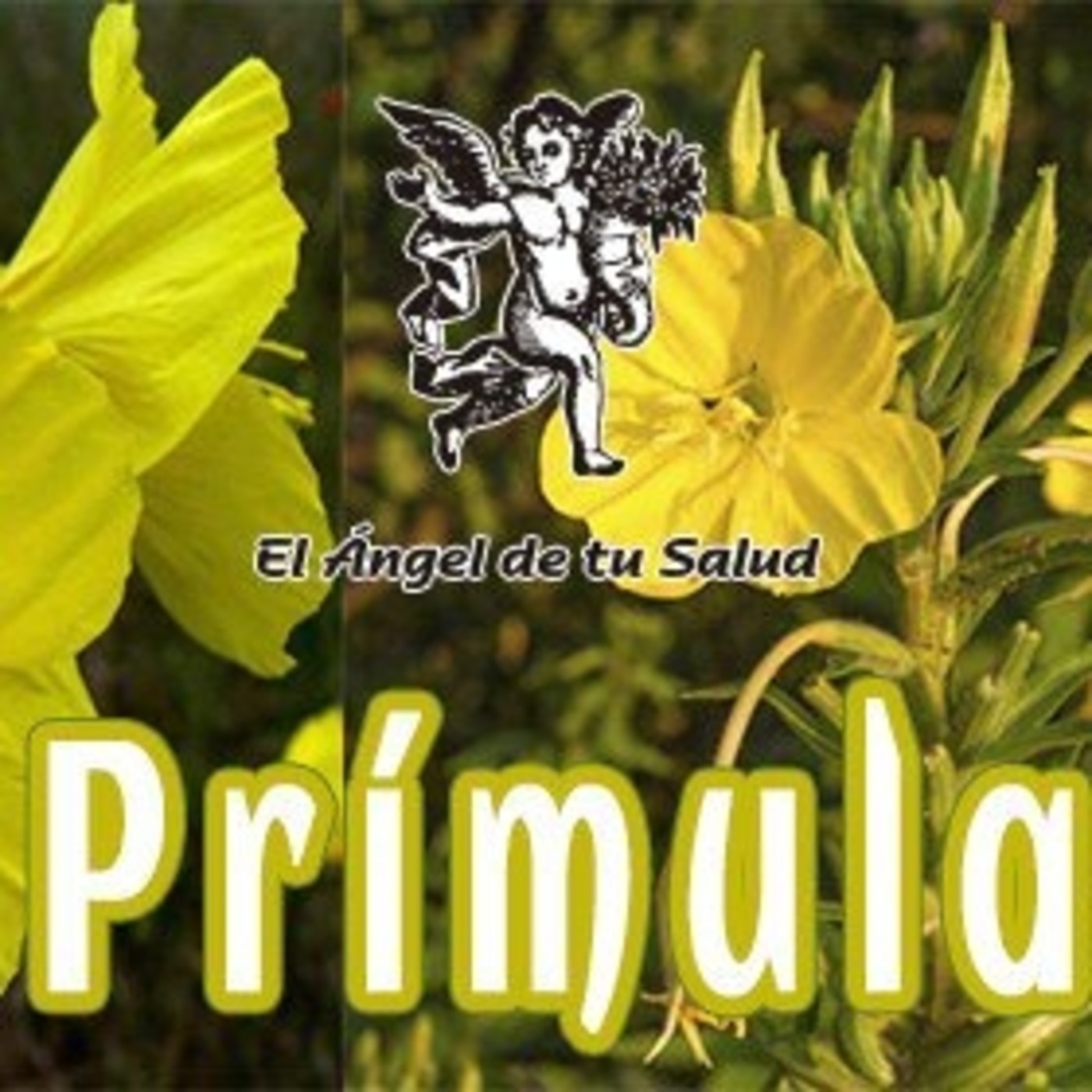 El Ángel de tu Salud - PRÍMULA