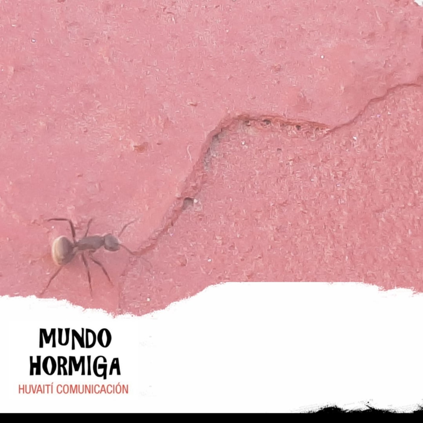 Mundo Hormiga 28 de marzo de 2021 episode artwork