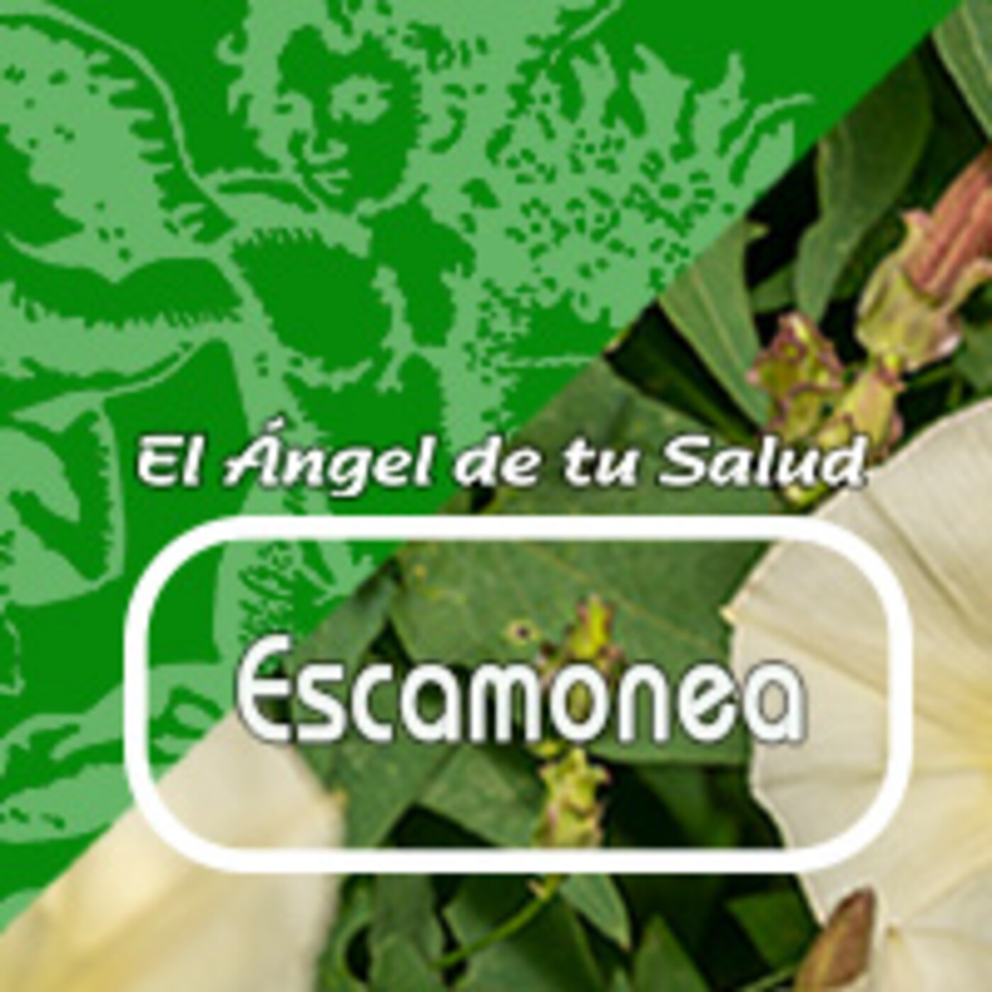 El Angel de tu Salud - ESCAMONEA*** episode artwork