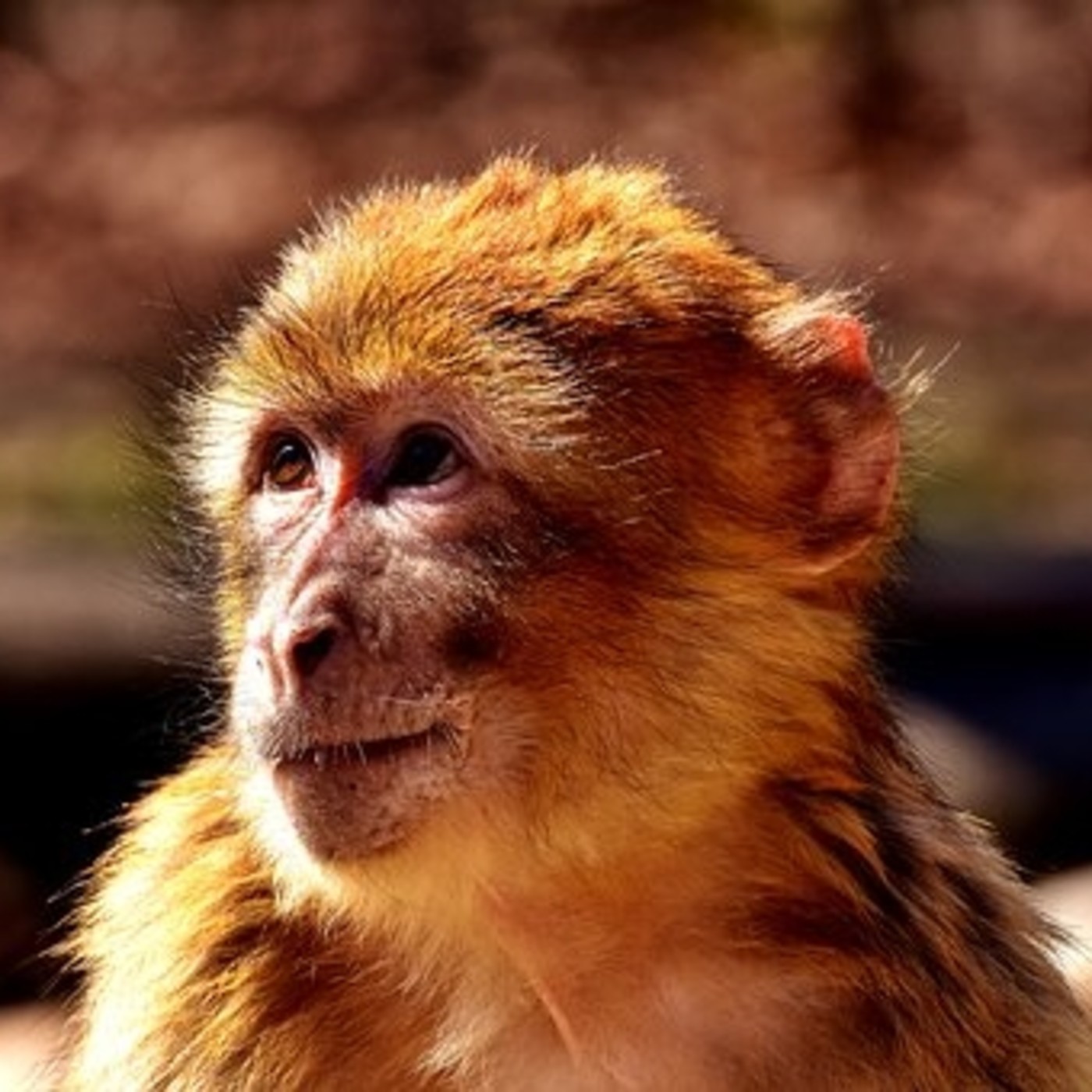 ANIMALES DE PODER