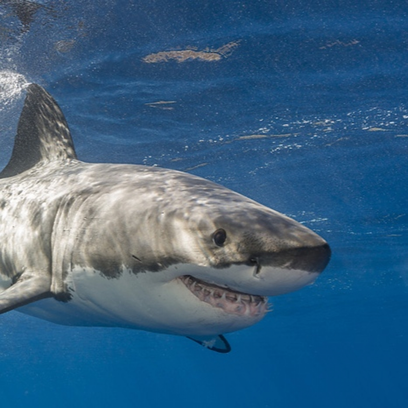 697 - Va de Tiburones. Parte 1: Prólogo