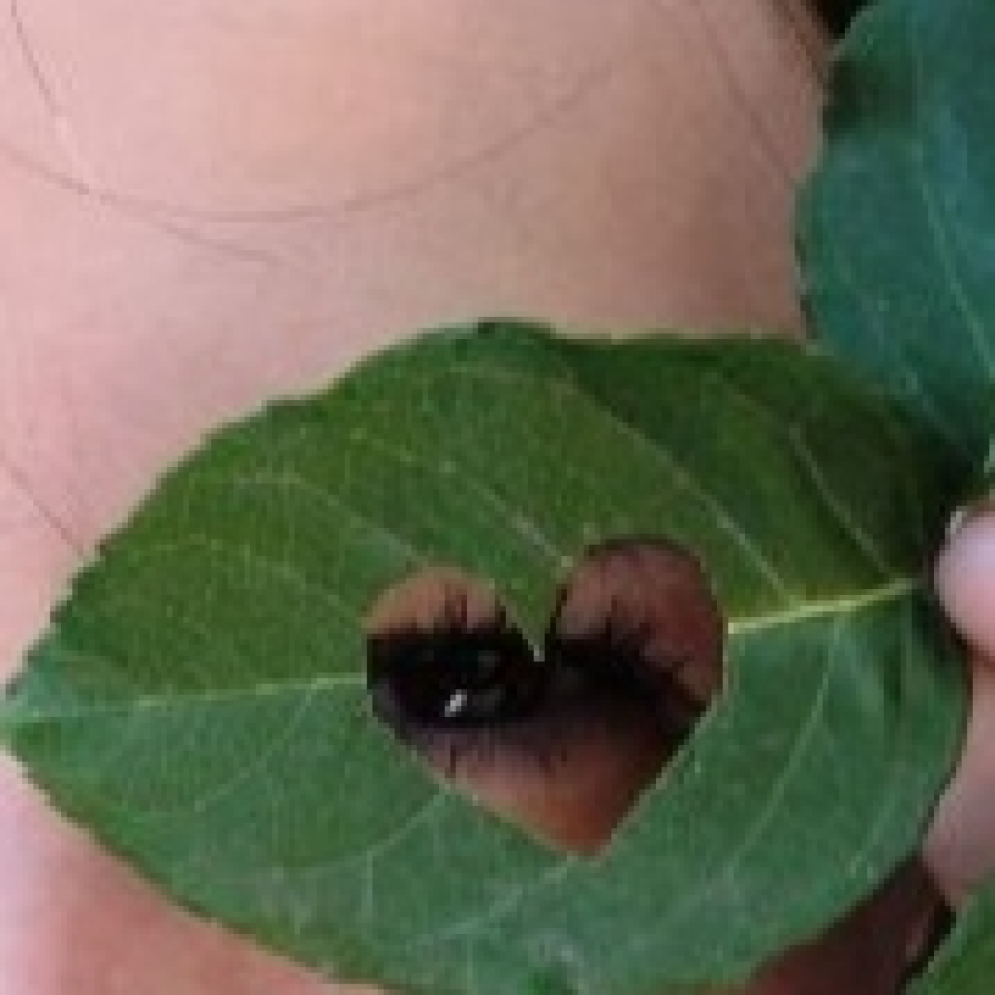 Miradas