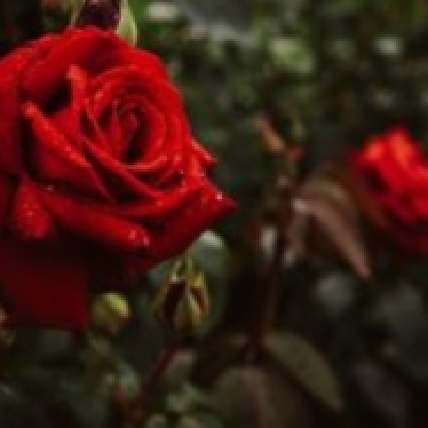 Rosa que ama