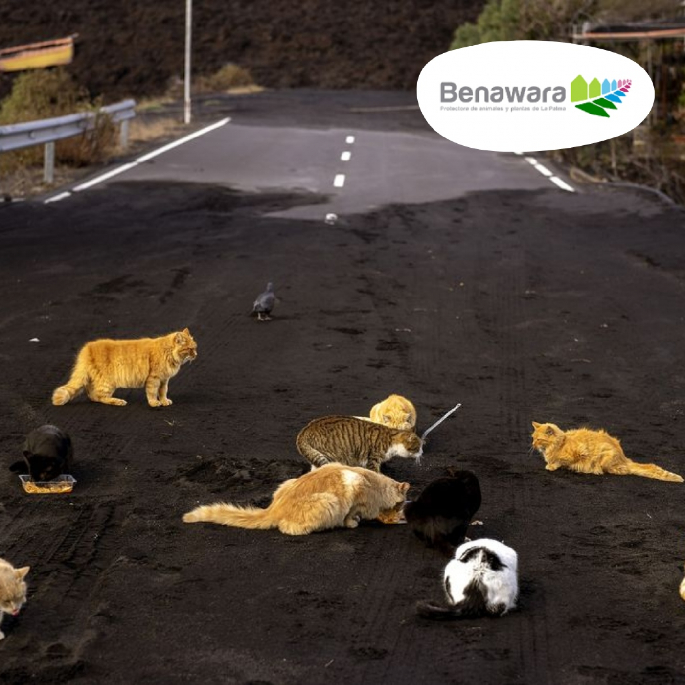 LOS GATOS DOMINARÁN EL MUNDO