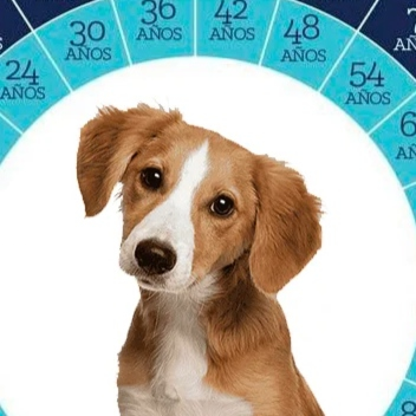 Cómo saber la edad de tu perro - Observa a los animales y aprende de ellos episode artwork