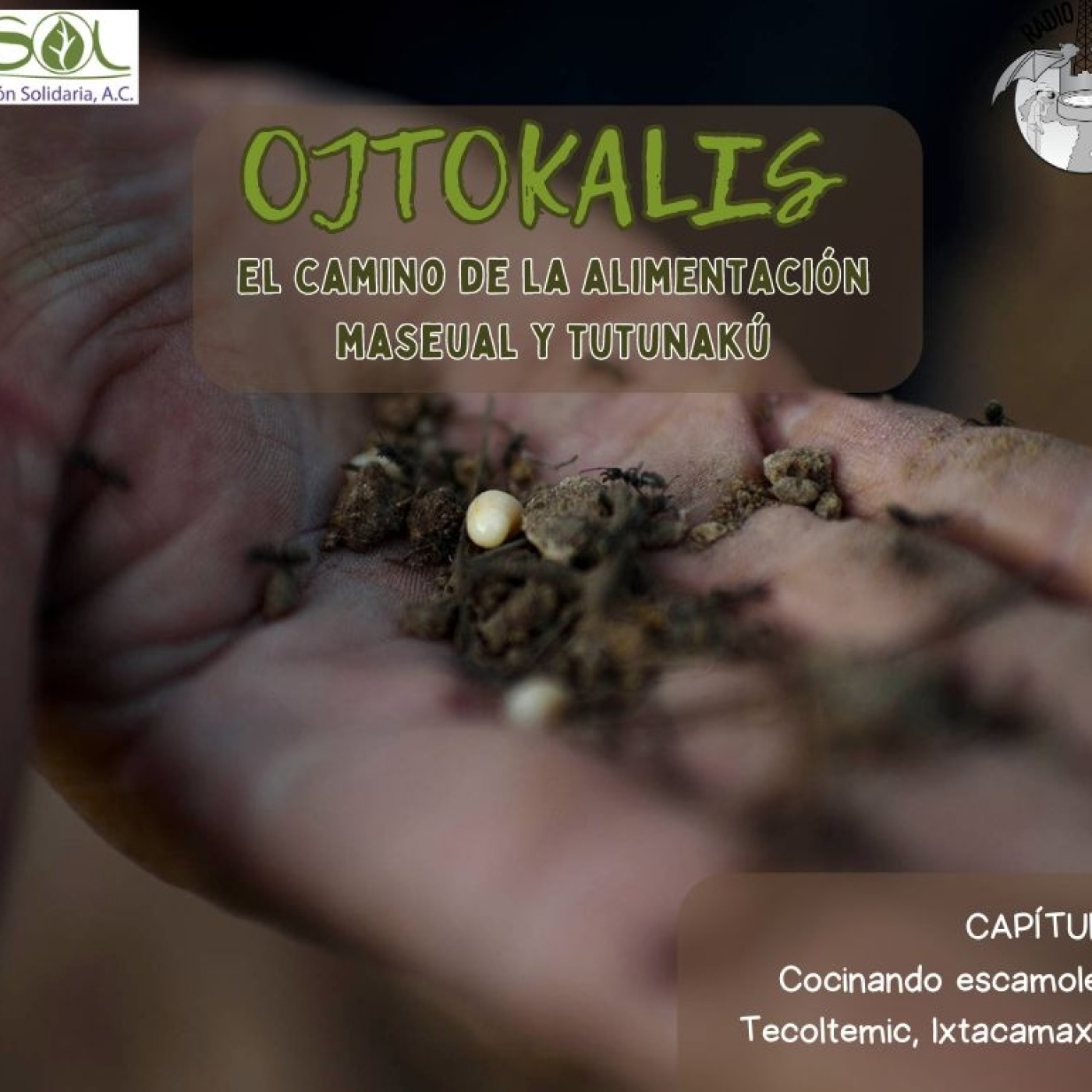Radio Tsinaka Cocinando escamoles en Tecoltemic, Ixtacamaxtitlán
