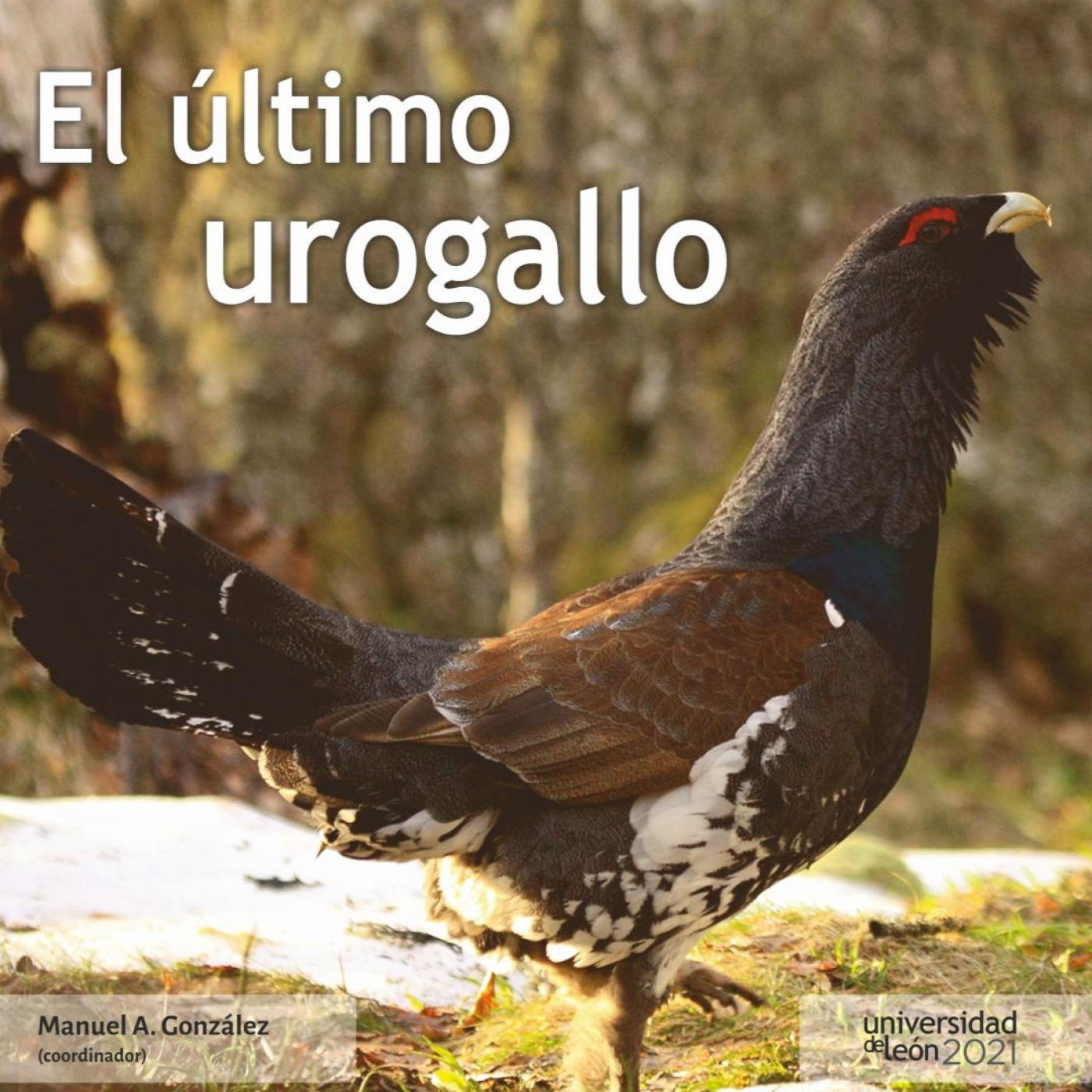 La Radio del Somormujo
