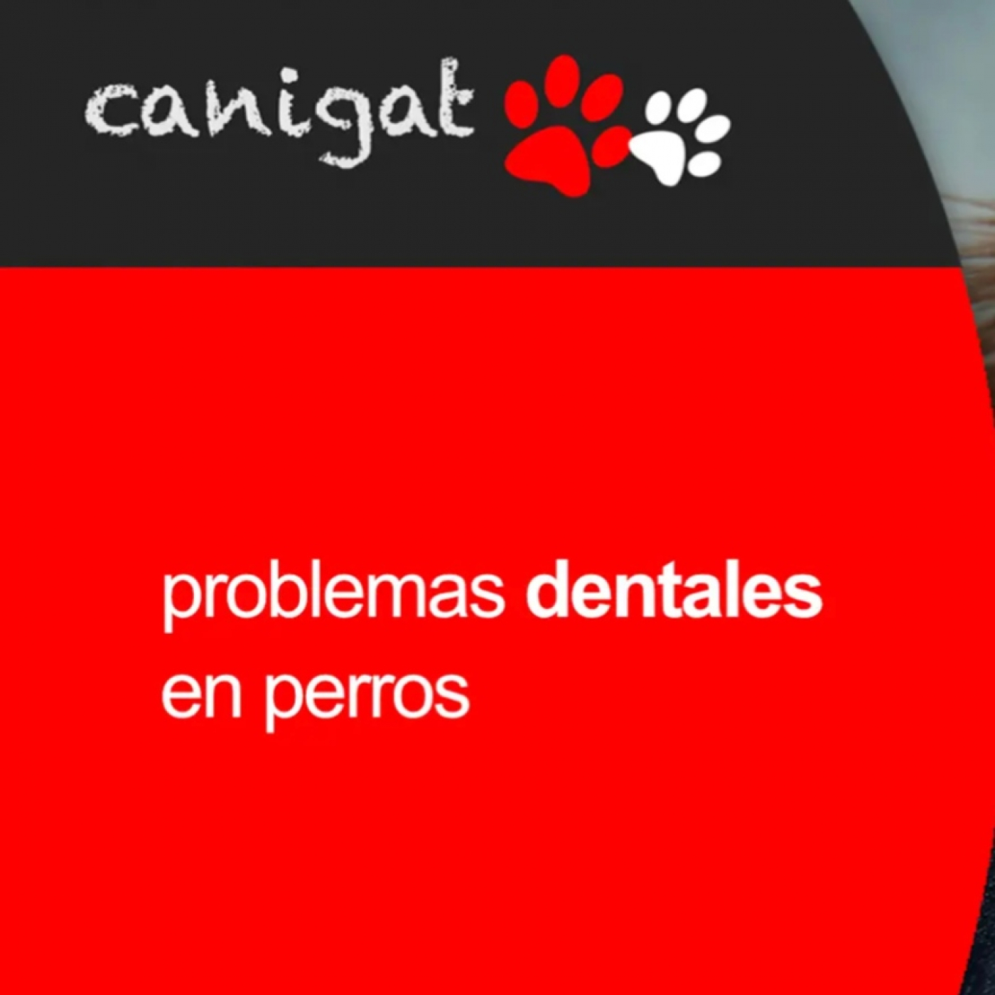 Consejos veterinarios de perros y gatos by canigat