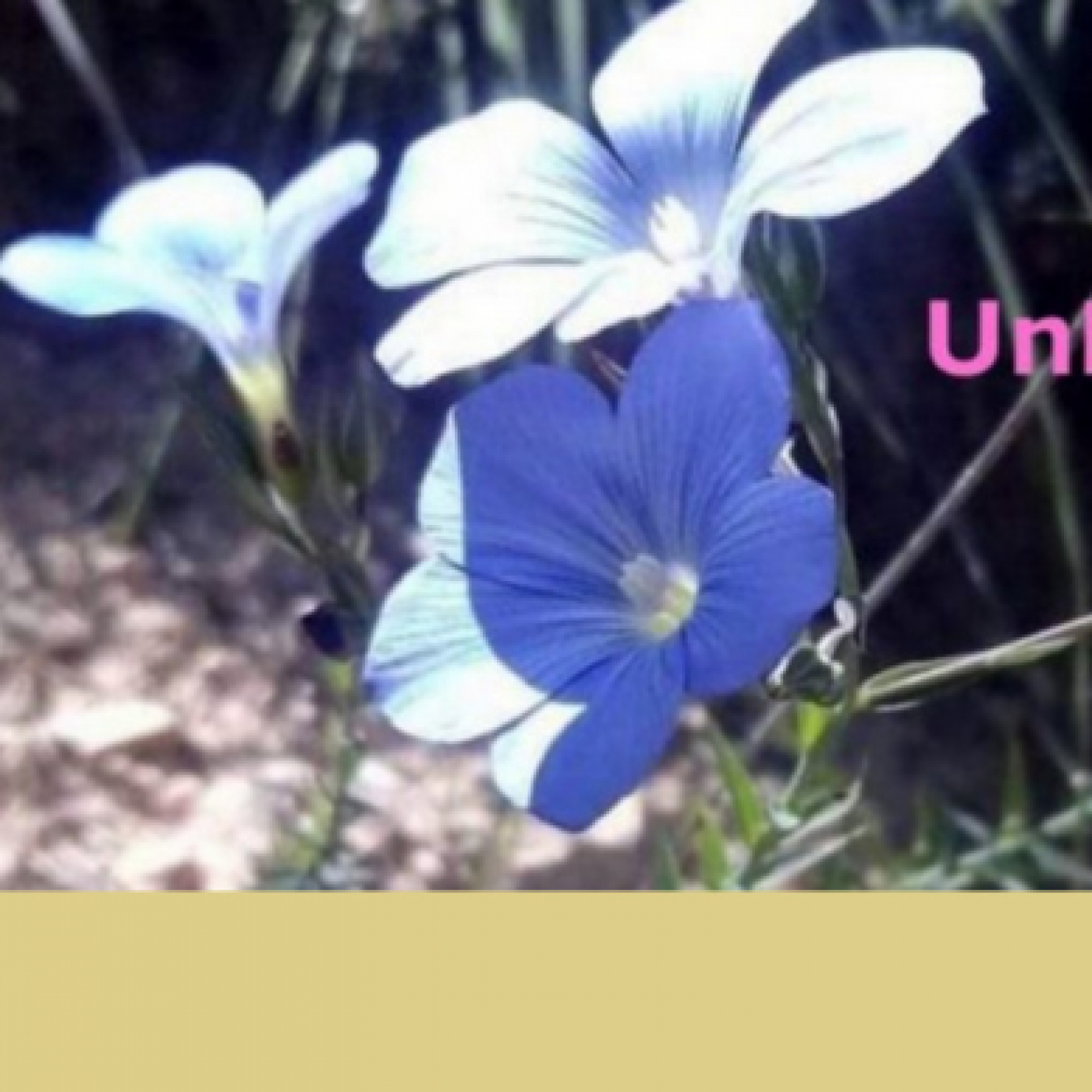 «Radio» UnPlanDivino