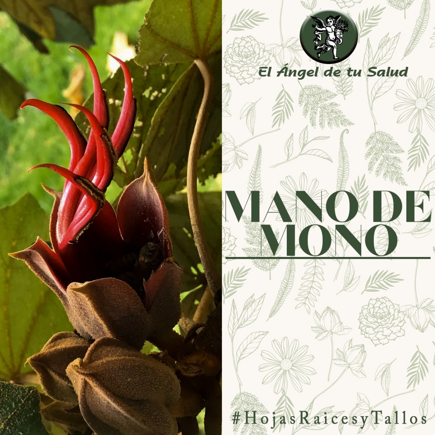 El Ángel de tu Salud - Mano de Mono** episode artwork