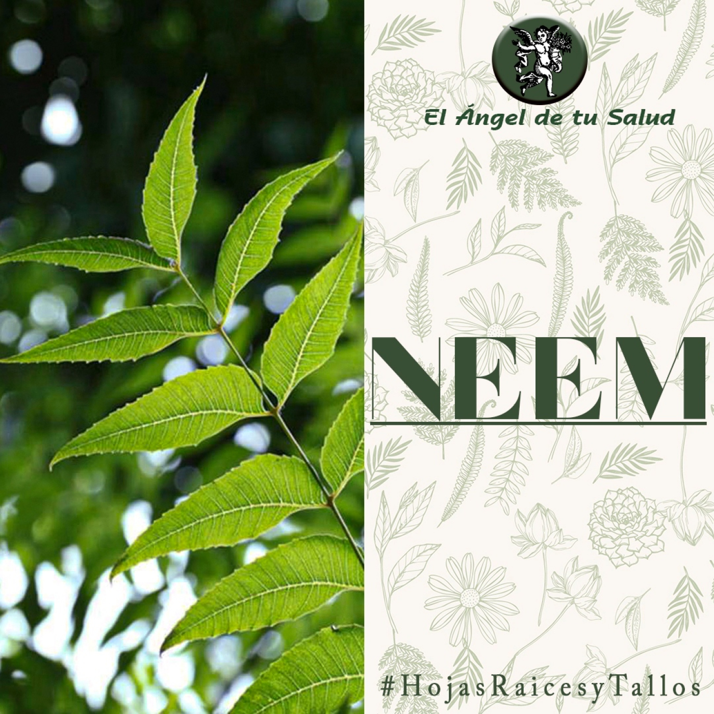 El Ángel de tu Salud - Neem** episode artwork