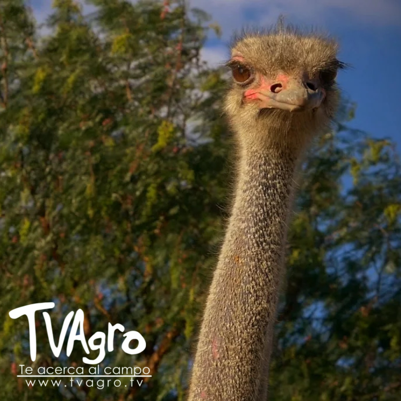 TV AGRO