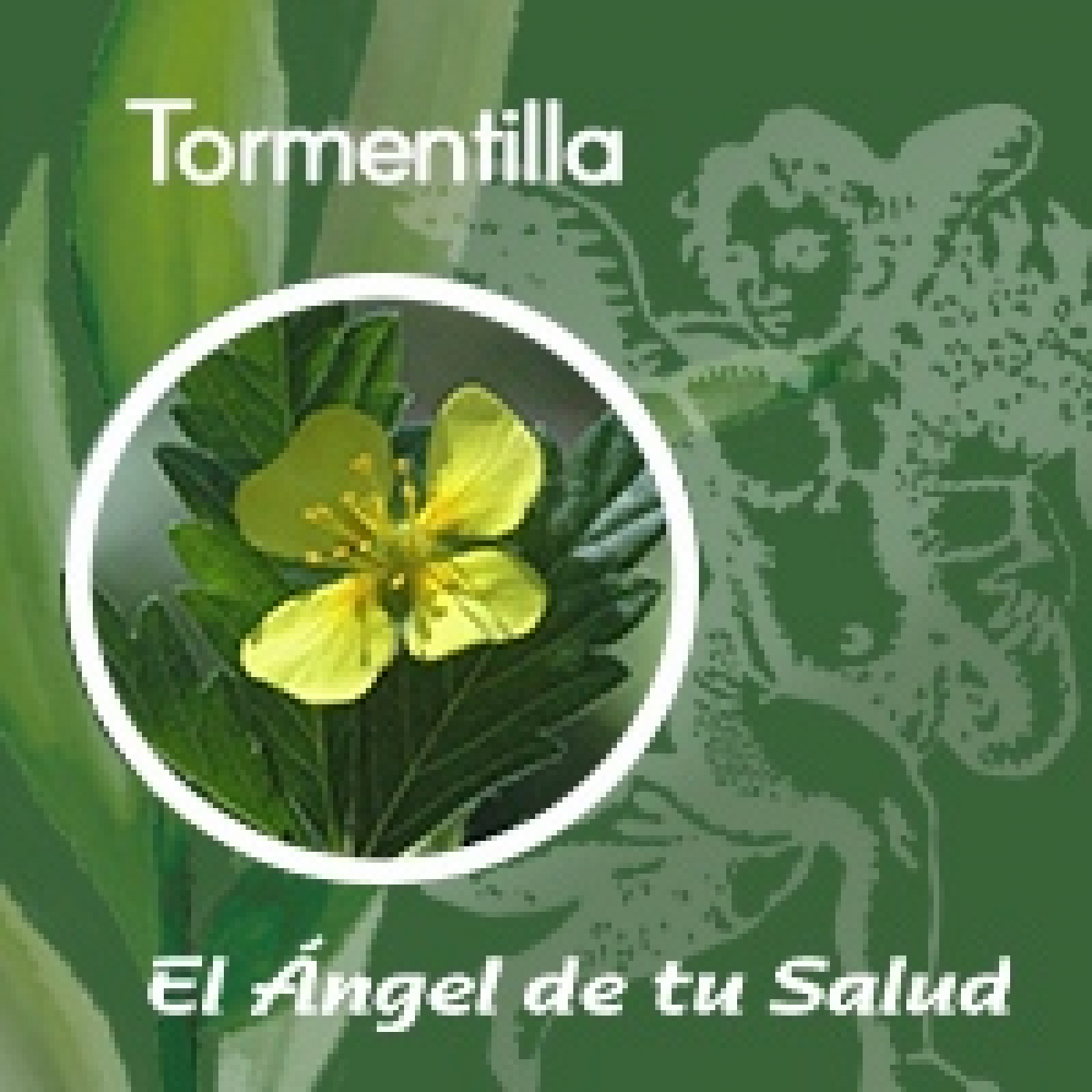 El Ángel de tu Salud - Tormentilla** episode artwork