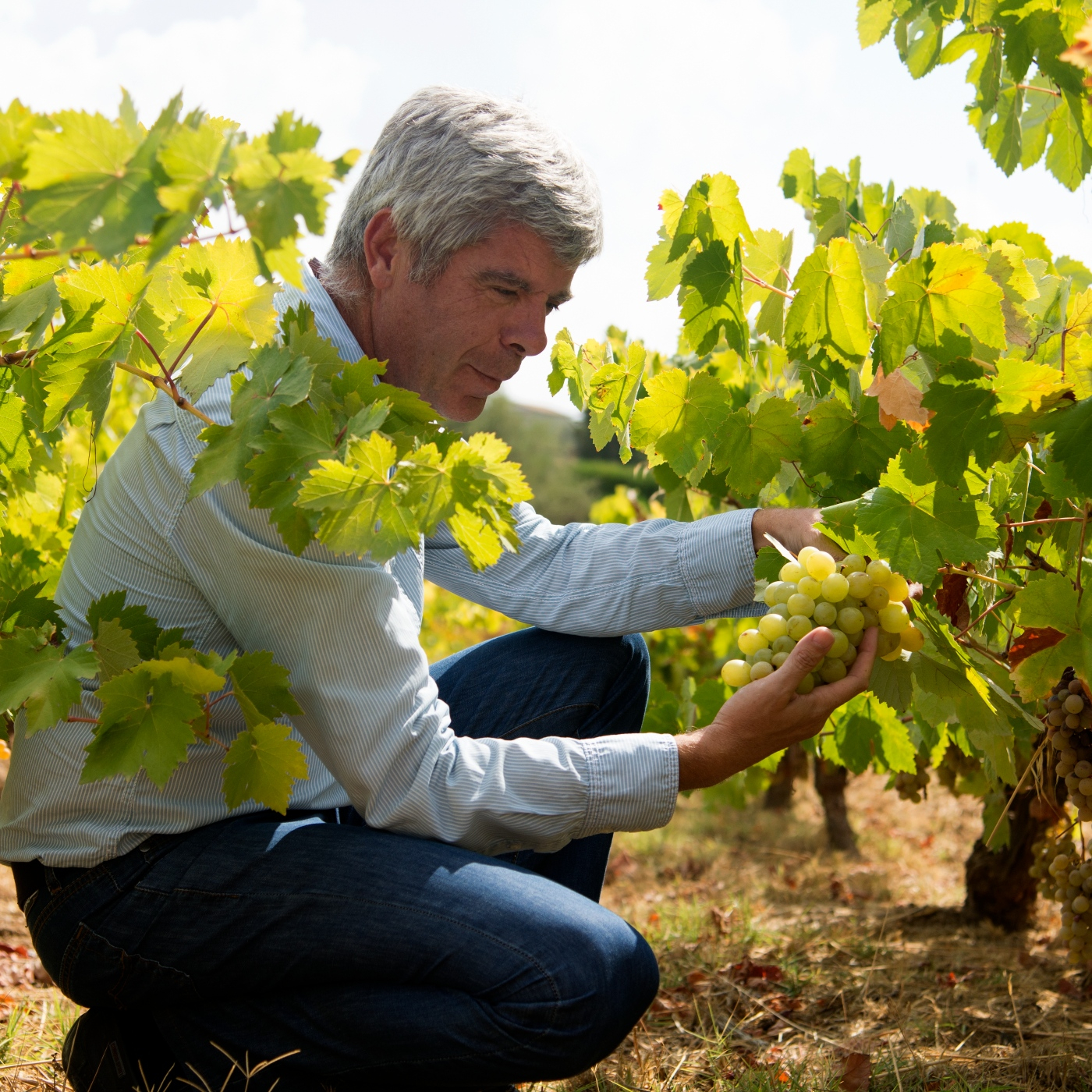 Bodegas Robles