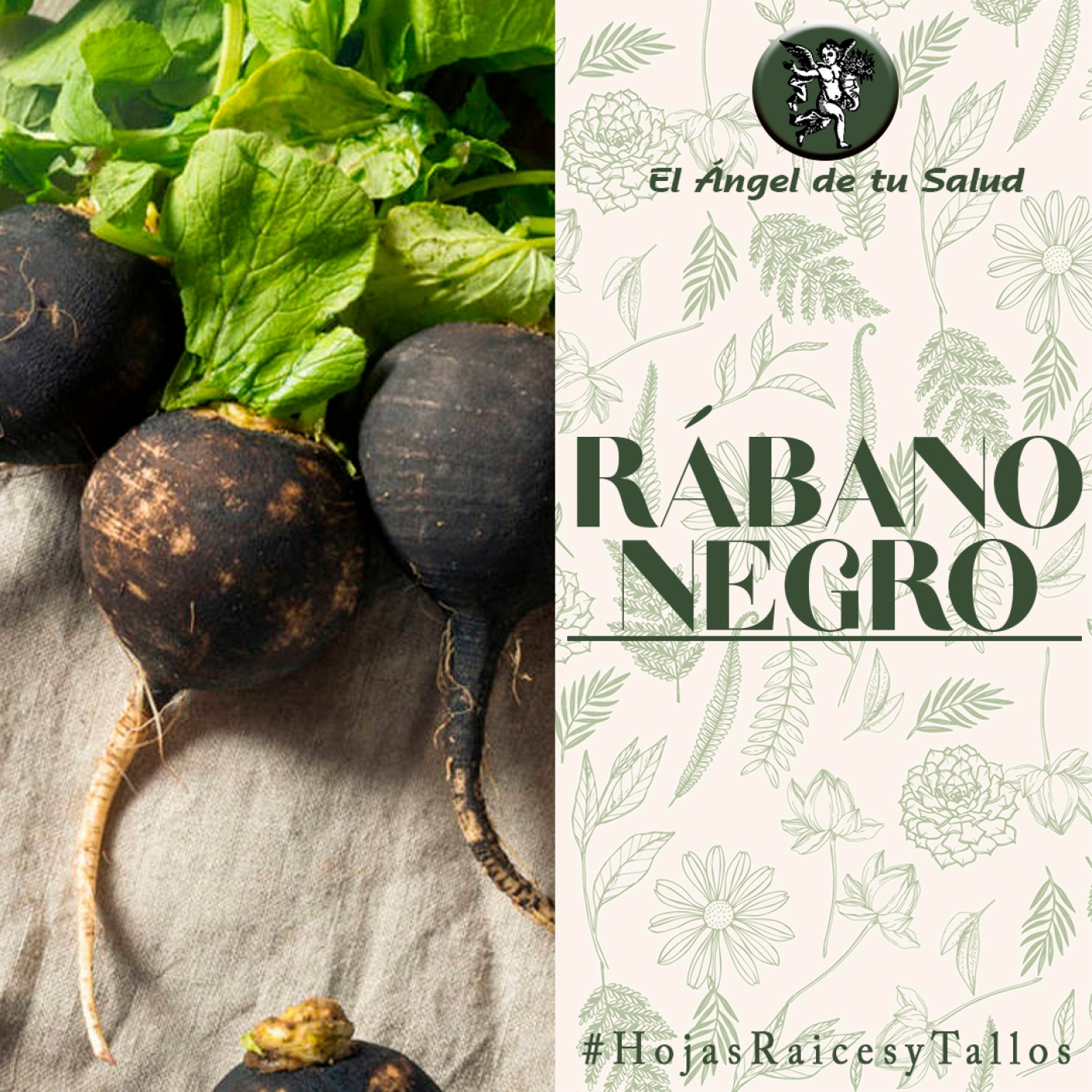 El Ángel de tu Salud - Rábano Negro** episode artwork