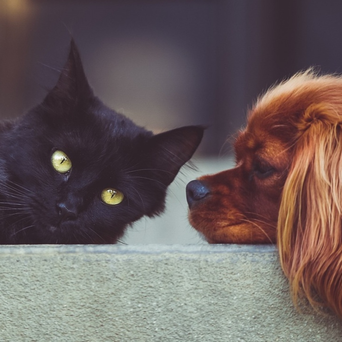Roger Àlvarez Meditación