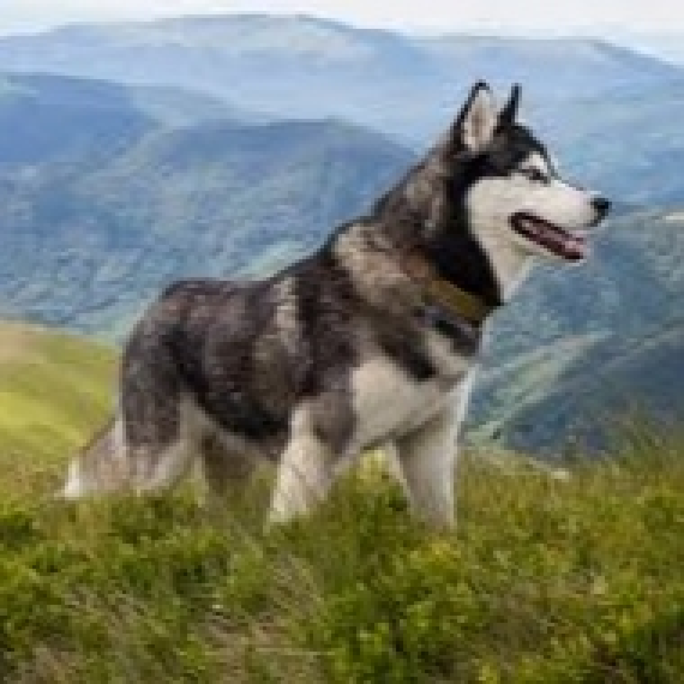 MIguel Angel Alvarez, nuestro veterinario, continua con los diagnósticos referidos a los perros episode artwork
