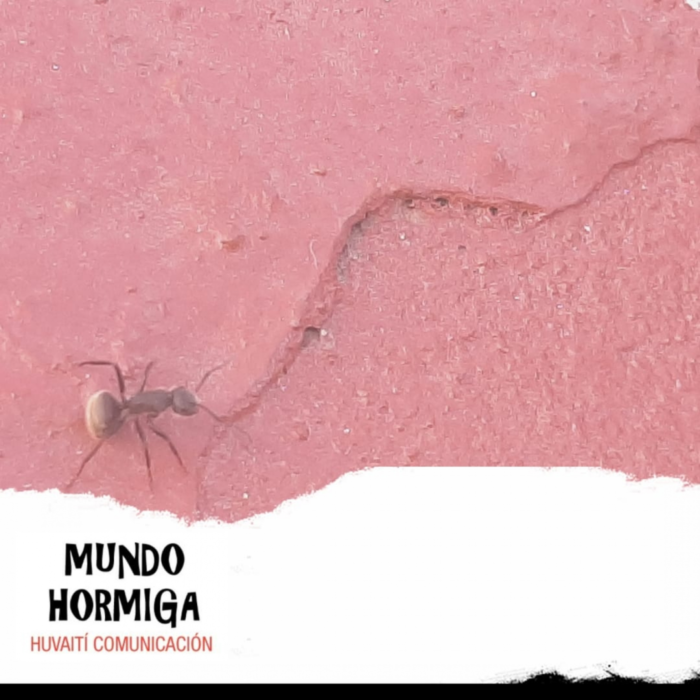 Mundo Hormiga - 1 de Mayo 2022 episode artwork